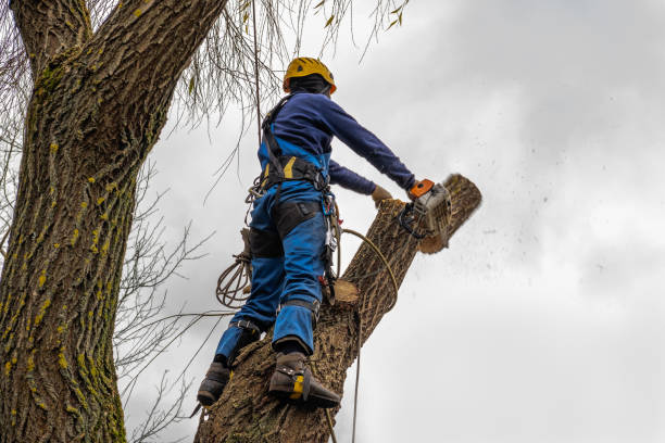 The Steps Involved in Our Tree Care Process in San Luis Obispo, CA